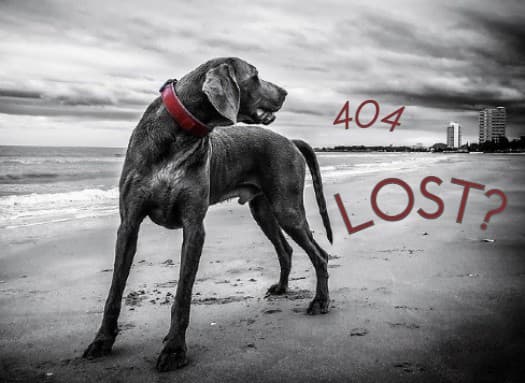 A lost dog.