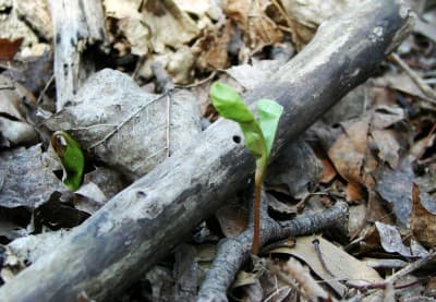 Photo of a new sprout growing out of a log
