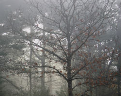 Photo of woods in the fog.
