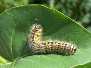 photo of a caterpillar.
