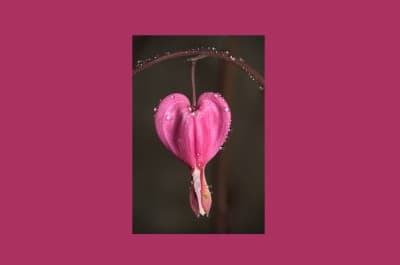 Photo of a bleeding heart flower